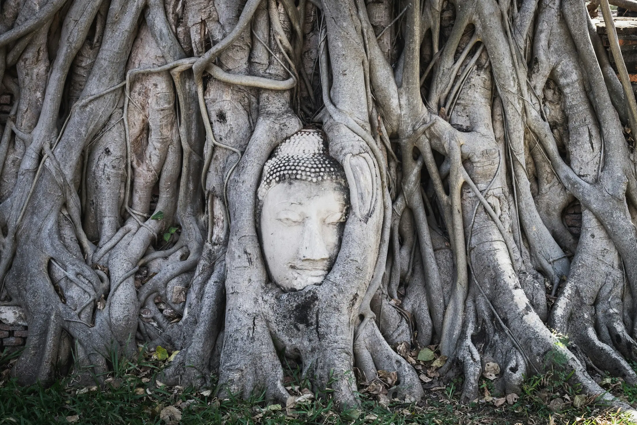 Buddha head held by tree roots at Wat Mahathat in Ayutthaya