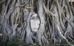 Buddha head held by tree roots at Wat Mahathat in Ayutthaya