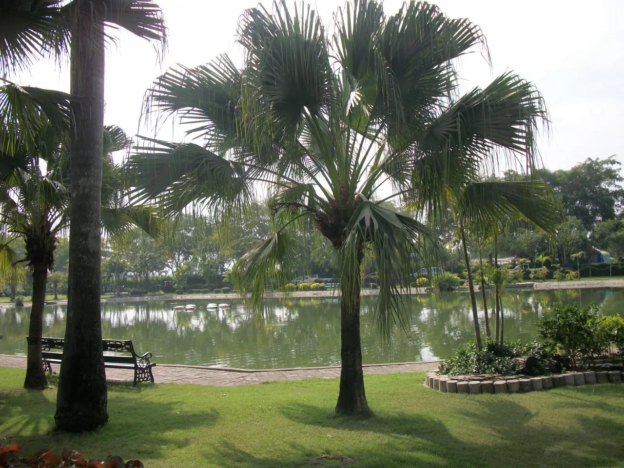 Nong Chok